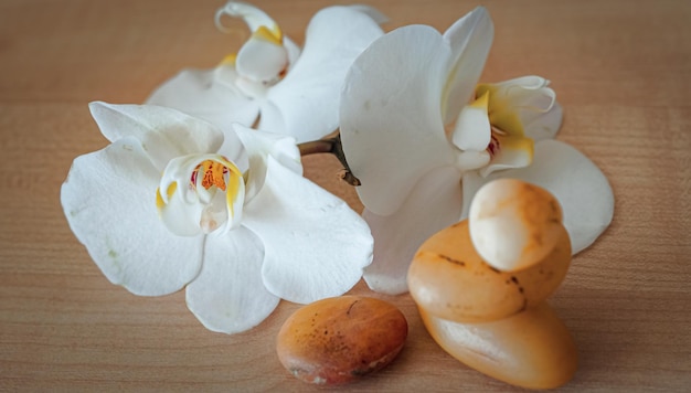 Grandes flores de orquídeas blancas sobre un fondo marrón