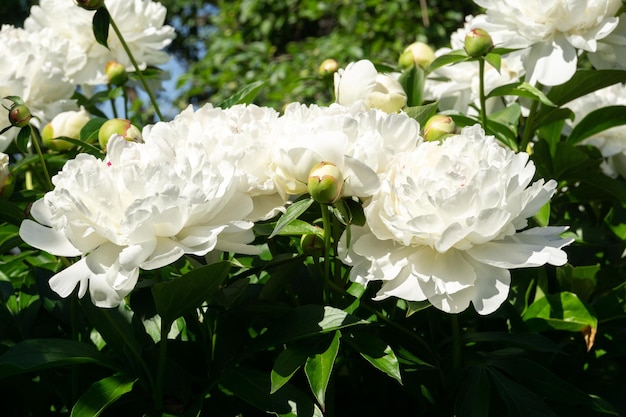 Grandes flores de peonía blanca que florecen en el fondo del jardín.