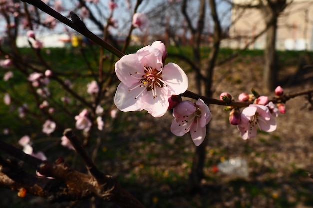 Grandes flores rosas de melocotón de ciruela o albaricoque en el período de floración de los huertos Clima soleado de primavera Jardín floreciente en Serbia Muchas flores en las ramas