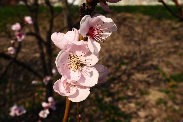 Grandes flores rosas de melocotón de ciruela o albaricoque en el período de floración de los huertos Clima soleado de primavera Jardín floreciente en Serbia Muchas flores en las ramas