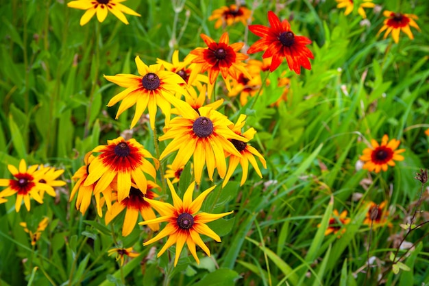 Grandes flores de rudbeckia amarilla Flores florecientes de rudbeckia amarilla Flor de Susan Blackeyed