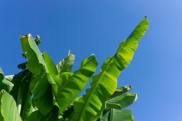 Grandes folhas de bananeira tropical verde contra um céu azul de verão