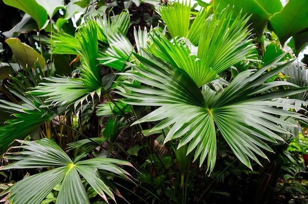 Grandes folhas de palmeira na floresta