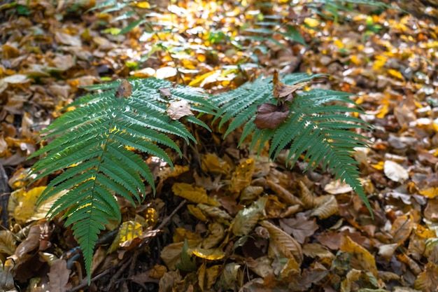 Grandes folhas de samambaia verde na floresta de outono folhas de samambaia brilhantes e brilhantes iluminadas pelos raios do sol poente caminhando no jardim botânico