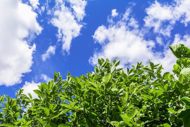 Grandes folhas verdes de arbustos crescendo no jardim contra o céu azul como um fundo natural