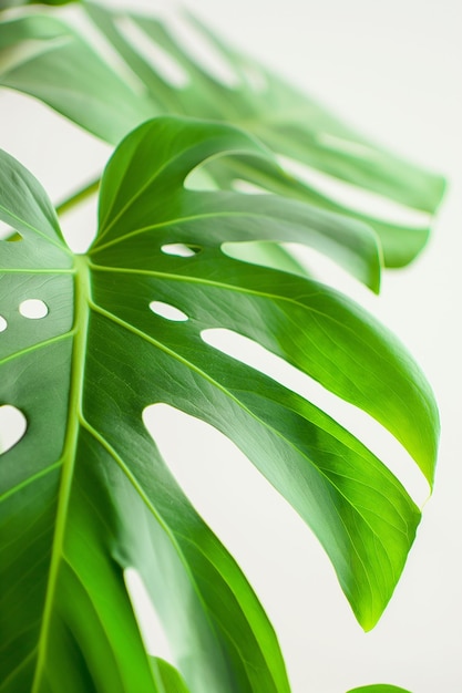 Grandes folhas verdes de fonstera tropical em fundo branco