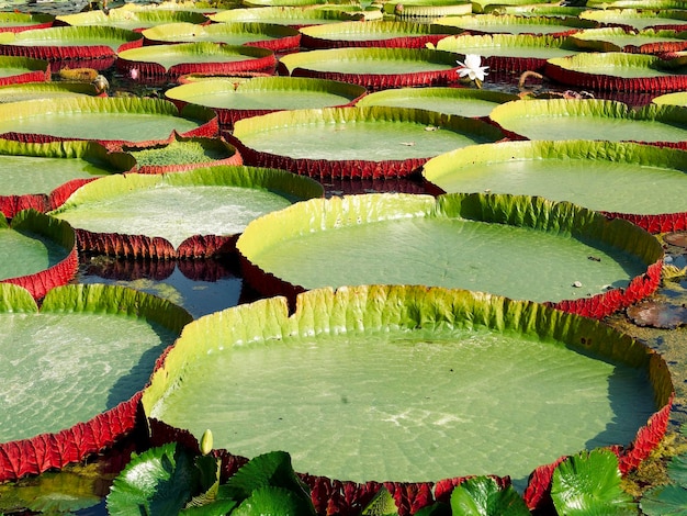 Grandes folhas verdes de nenúfares na lagoa