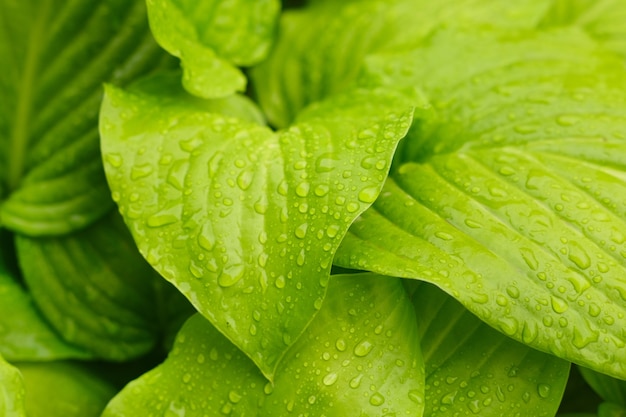 Grandes folhas verdes depois da chuva com gotas, gotas de água nas folhas grandes.