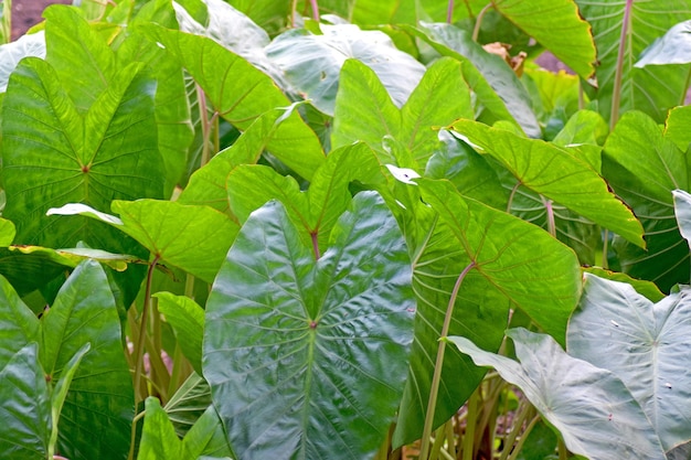 Grandes folhas verdes e uma faixa vermelha