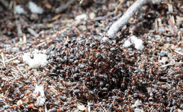 grandes formigas da floresta em um habitat nativo