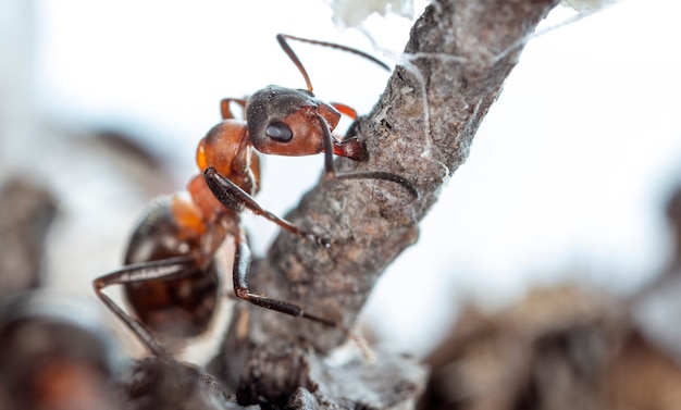 Grandes formigas da floresta em um habitat nativo