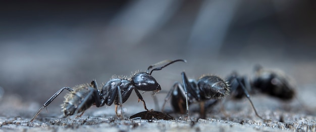 Grandes formigas da floresta em um habitat nativo