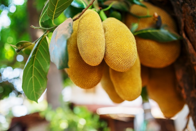 Foto grandes frutas frescas de jaca pendurar em uma árvore