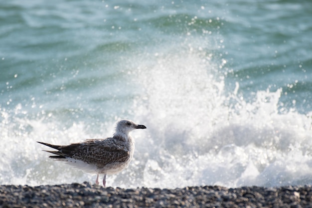 Grandes gaivotas do Mar Negro ficam na costa contra o mar