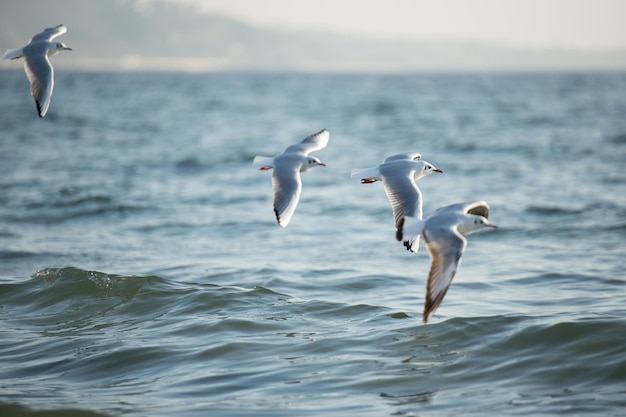 Grandes gaivotas voando livremente sobre a água do mar abrindo suas asas na luz do sol