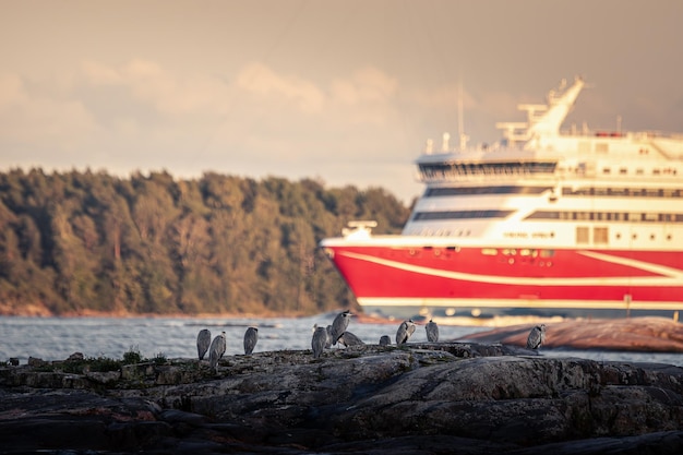 Las grandes garzas azules están sentadas en las rocas frente a un crucero