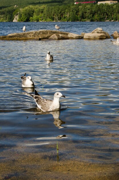 Grandes gaviotas en el aguaLas aves y la fauna