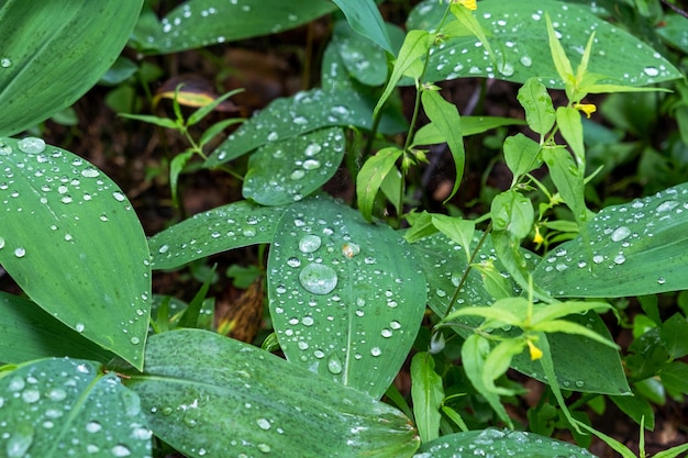 Grandes gotas de orvalho nas folhas verdes das plantas florestais Fundo natural Foco seletivo