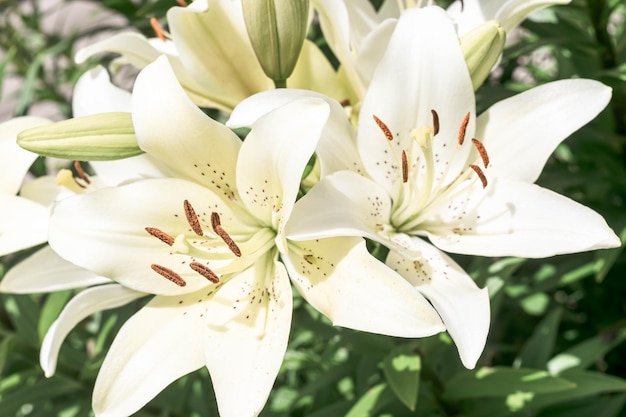 Grandes y hermosas flores fragantes de un lirio blanco en un cálido jardín soleado de verano