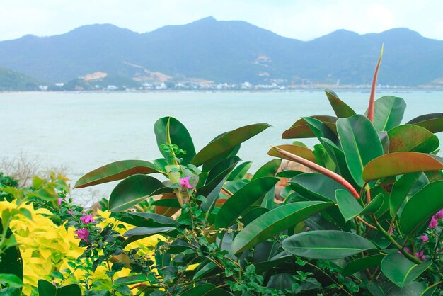 Grandes y hermosas hojas verdes sobre un fondo de montañas y el mar en Asia Nha Trang Vietnam