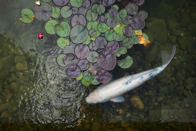 Grandes y hermosos peces nadan en un estanque con nenúfares, un hermoso y tranquilo lugar para relajarse