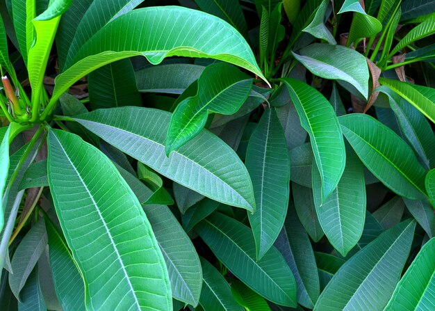 Grandes hojas de frangipani