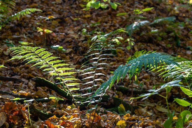 Grandes hojas de helecho verde en el bosque de otoño Hojas de helecho brillantes y brillantes iluminadas por los rayos del sol poniente Caminando en el jardín botánico