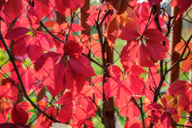 Grandes hojas de otoño rojas de uvas silvestres en el contexto de una pérgola de malla metálica, iluminada por los rayos del sol poniente.