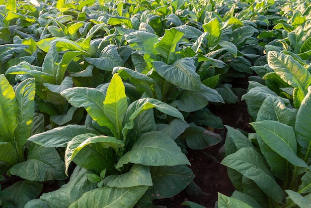 Foto grandes hojas de tabaco en crecimiento esperando ser cosechadas en los campos de tabaco.