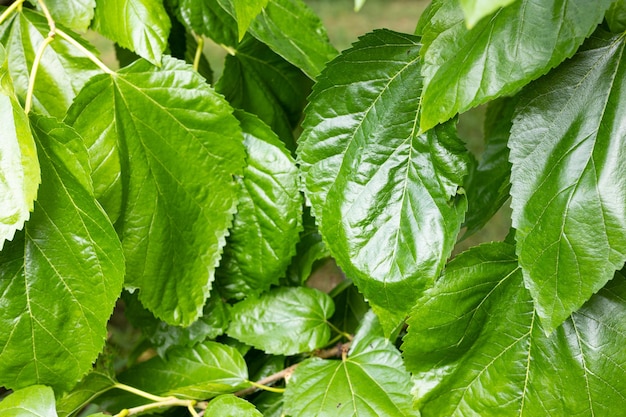 Grandes hojas verdes en un árbol