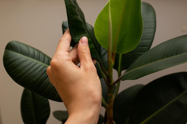 Las grandes hojas verdes de la flor.