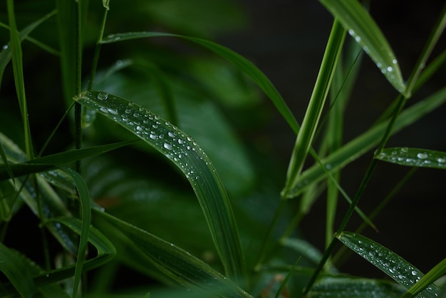 Grandes hojas verdes con fondo de gotas de rocío de hojas verdes