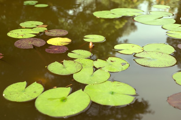 Grandes hojas verdes de lirio de agua en el estanque