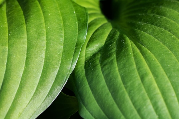 Grandes hojas verdes de una planta de cerca