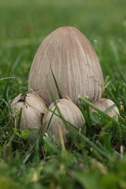 Grandes hongos de tapa de tinta en la hierba en el jardín de otoño