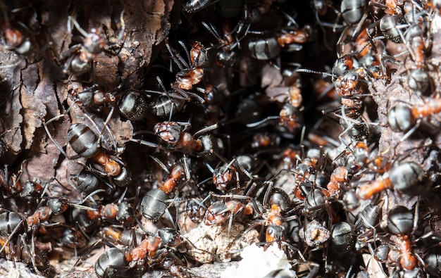 Grandes hormigas del bosque en un hábitat nativo.