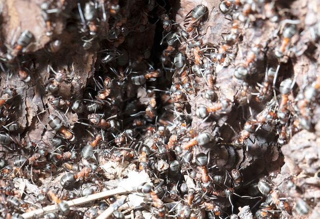 Grandes hormigas del bosque en un hábitat nativo.