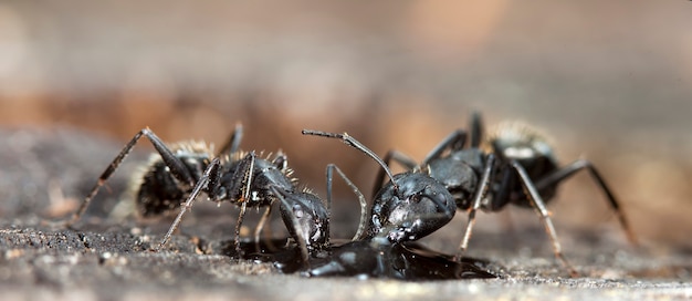 Grandes hormigas del bosque en un hábitat nativo.