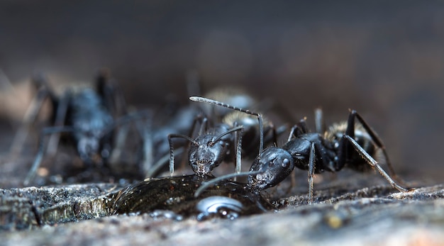 Foto grandes hormigas del bosque en un hábitat nativo.