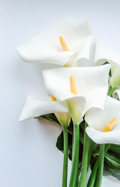 Grandes y impecables flores de lirios blancos de Calla Zantedeschia aethiopica