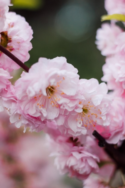 Grandes inflorescencias de flores de cerezo en flor contra