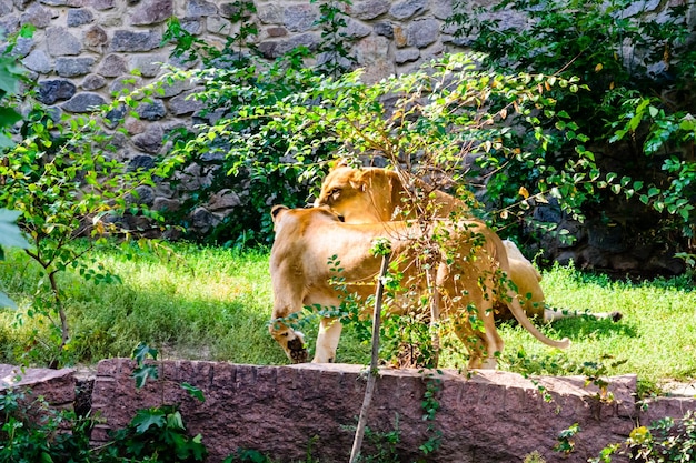 Grandes leoas Panthera leo descansando entre a vegetação verde