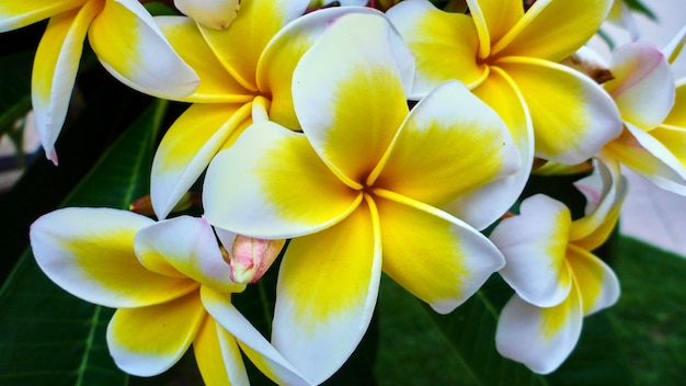 Grandes lindas flores brancas em uma árvore. Israel.