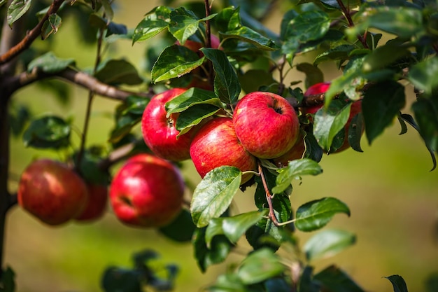 Grandes maçãs vermelhas maduras penduradas em galho de árvore no pomar pronto para colheita