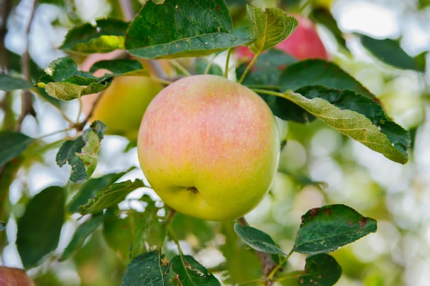 Grandes manzanas en los árboles en el huerto Cosecha estacional de otoño Manzanas rojas maduras en una rama en el jardín Agricultura orgánica Jardinería