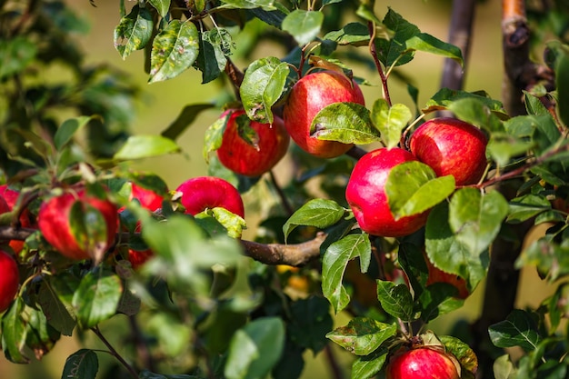 Grandes manzanas rojas maduras colgando de la rama de un árbol en el huerto listas para la cosecha