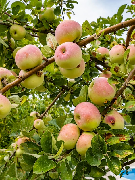 Grandes manzanas rosadas y verdes cuelgan de las ramas de un manzano