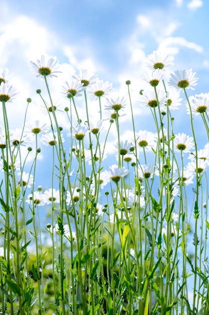 Grandes margaridas contra o céu flores de verão de baixo flores como de um conto de fadas