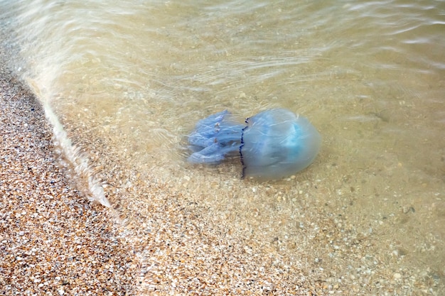 Grandes medusas azules arrastradas a la costa del mar de Azov El problema ecológico