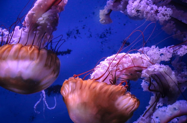 Grandes medusas do mar rosa nadam lentamente na água azul.